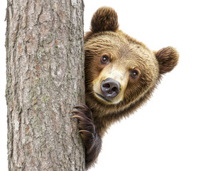 bear peeking from behind tree, showcasing curiosity and playfulness. This adorable moment captures essence of wildlife in natural setting
