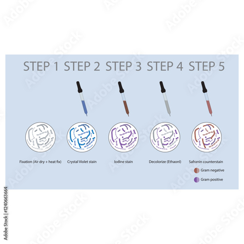 Diagram showing gram staining technique steps - microbiology laboratory using Crystal violet and Safranin