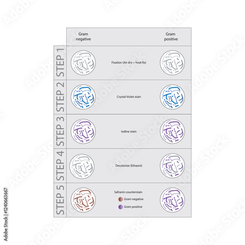 Diagram showing gram staining technique steps - microbiology laboratory using Crystal violet and Safranin