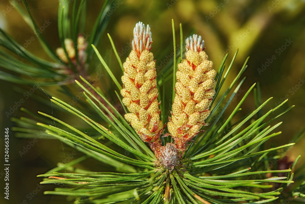 Pine cones, flowers and pollen in nature outdoor for blooming, floral habitat and reproduction. Plants, coniferous tree and seeds production, wildlife nutrition and sustainable environment in Denmark Pine cones, flowers and pollen in nature outdoor for blooming, floral habitat and reproduction. Plants, coniferous tree and seeds production, wildlife nutrition and sustainable environment in Denmark