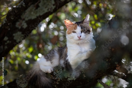 Chat dans un arbre