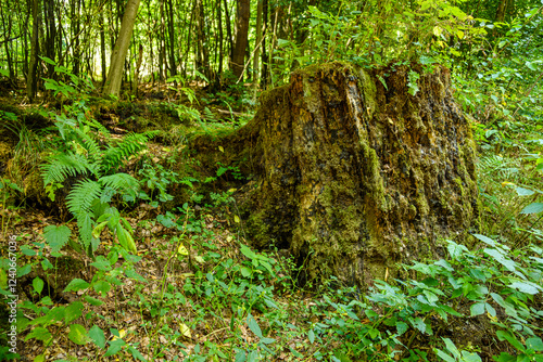 Vermoderter morscher Baumstumpf photo