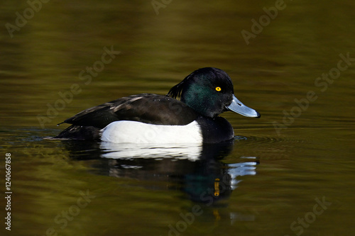 Reiherente - Männchen // Tufted duck - male (Aythya fuligula) - Baldeneysee, Essen, Deutschland photo