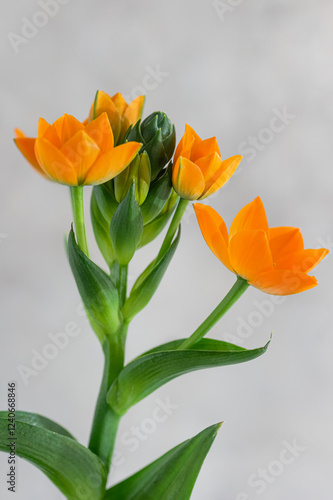 Ornithogalum dubium or star of Bethlehem closeup. photo