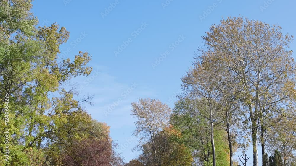The video captures vibrant autumn foliage with shades of orange, yellow, and green. Tall trees with white bark add contrast against the clear blue sky. A peaceful seasonal scene. The video captures vibrant autumn foliage with shades of orange, yellow, and green. Tall trees with white bark add contrast against the clear blue sky. A peaceful seasonal scene.