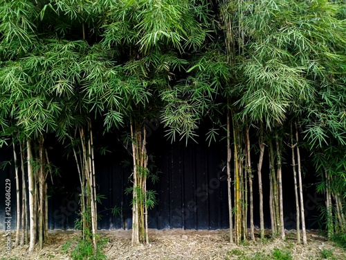 The backyard of a house with small bamboo plants growing densely. The green leaves contrast with the dark wall behind, creating a natural, serene atmosphere with a touch of tropical beauty.