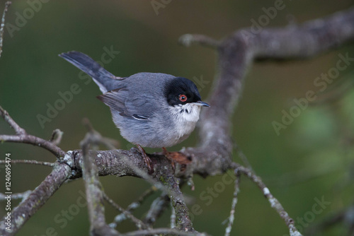 Fauvette mélanocéphale