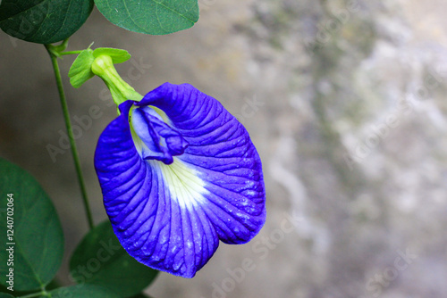 blue butterfly on green leaves. Butterfly pea flowers,clitoria ternatea,Asian pigeonwings purple flowers background texture picture photo