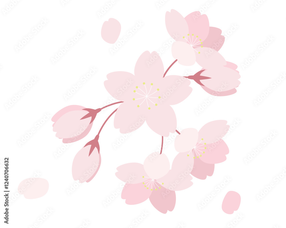 Fototapeta premium 桜の花のイラスト さくら サクラ ソメイヨシノ