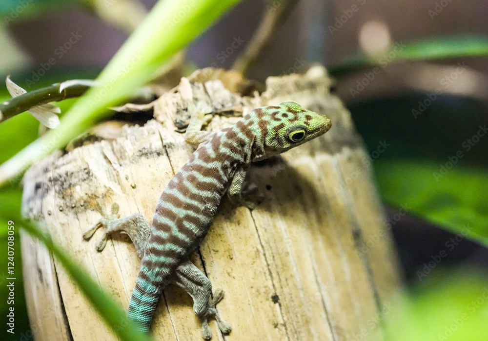 Fototapeta premium Portrait of a gecko with green brown skin. 
