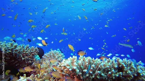 Wallpaper Mural Tropical Underwater Reef Sea Fishes. Underwater tropical colourful soft-hard corals seascape. Underwater fish reef marine. Tropical colourful underwater seascape. Torontodigital.ca