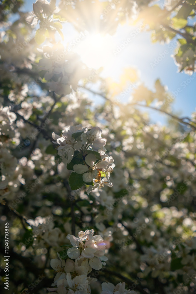 The Delightful and Captivating View of Blossoming Flowers Under the Bright and Warm Sunlight