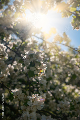 Obraz na płótnie The Delightful and Captivating View of Blossoming Flowers Under the Bright and Warm Sunlight w salonie