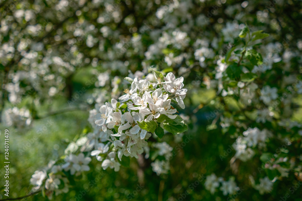The Delightful and Captivating View of Blossoming Flowers Under the Bright and Warm Sunlight