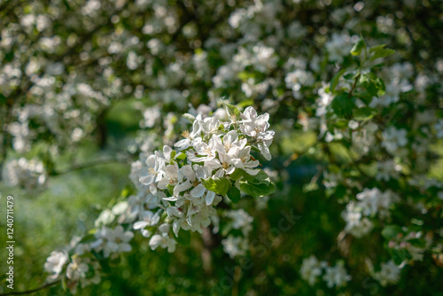 Obraz na płótnie The Delightful and Captivating View of Blossoming Flowers Under the Bright and Warm Sunlight w salonie