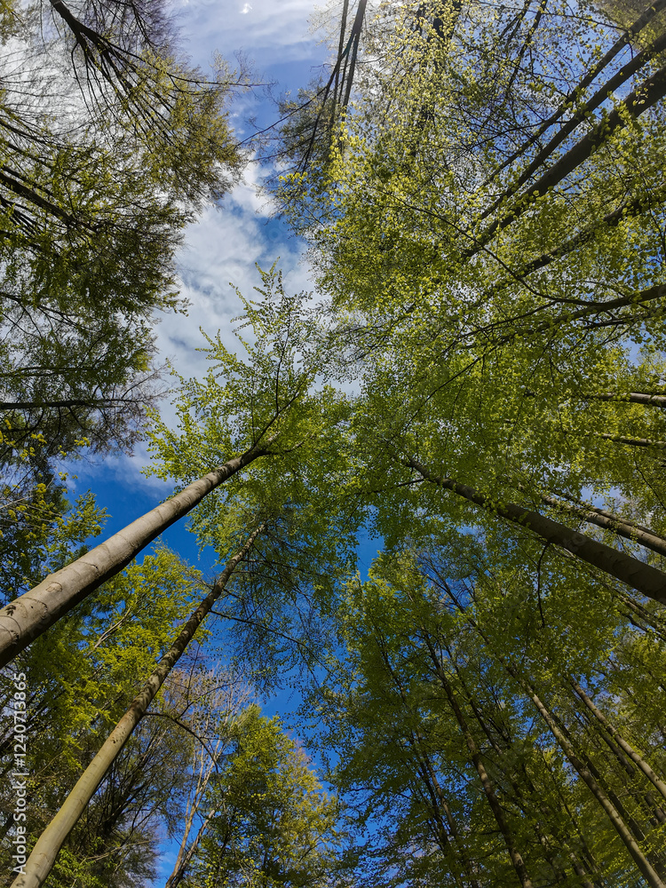 Trees in forest against the blue sky dotted with white clouds.