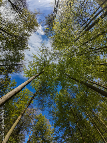 Obraz na płótnie Trees in forest against the blue sky dotted with white clouds. w salonie