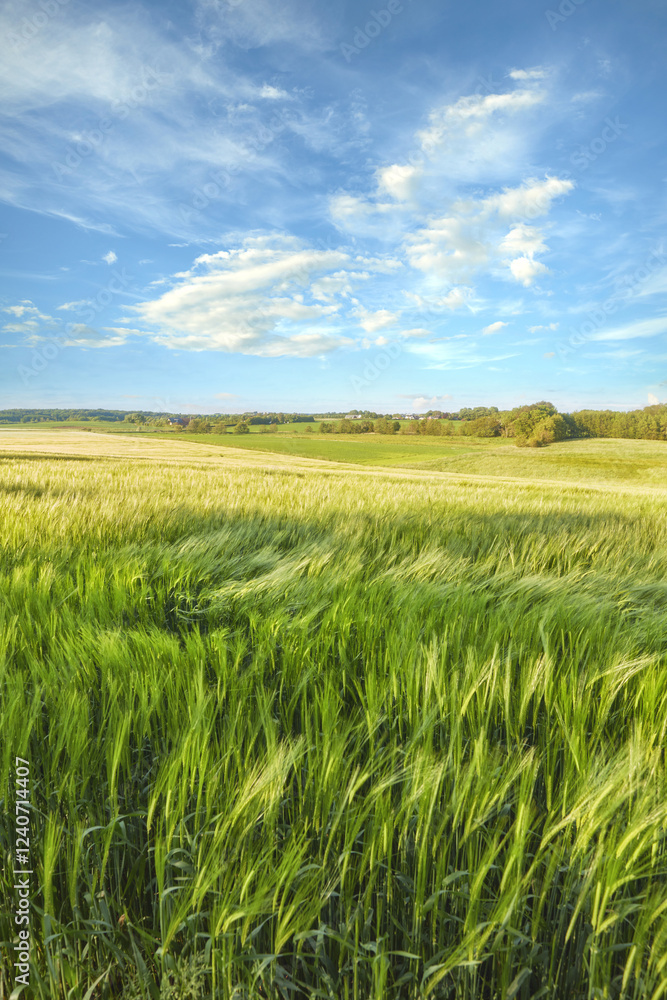 Greenery, corn field or leaves with blue sky or natural growth in sunlight for eco friendly environment, farming or ecology in nature. Scenery, growing land or grass with windy weather in countryside Greenery, corn field or leaves with blue sky or natural growth in sunlight for eco friendly environment, farming or ecology in nature. Scenery, growing land or grass with windy weather in countryside