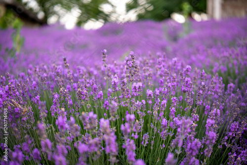 Obraz na płótnie Beautiful image of lavender field over summer sunrise landscape. Blooming lavender field close-up. w salonie
