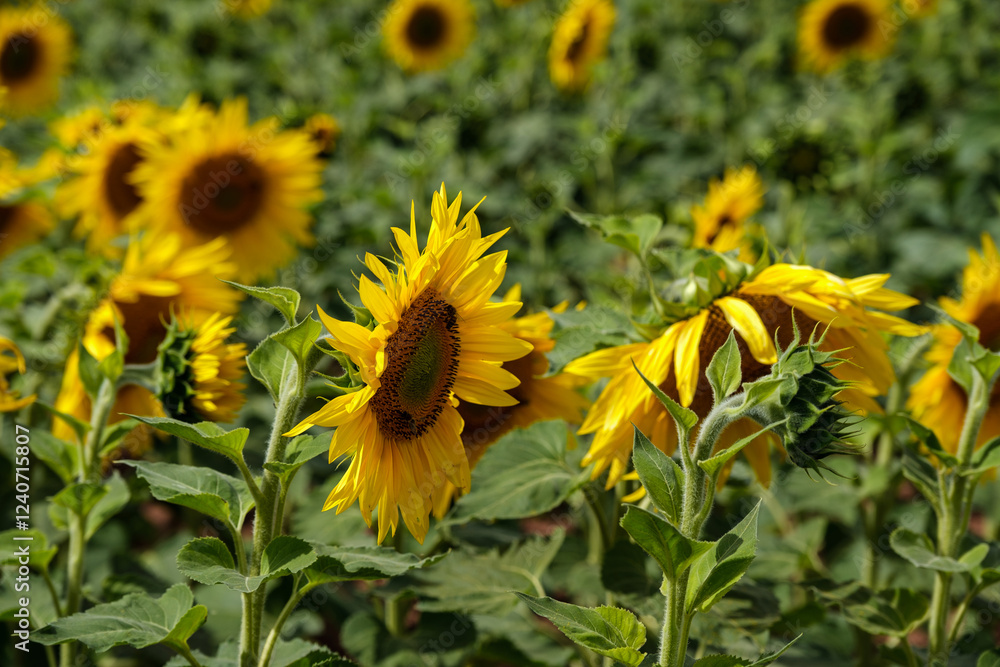 A close-up of a blooming sunflower in a vast sunflower field. Sunflowers field close view.