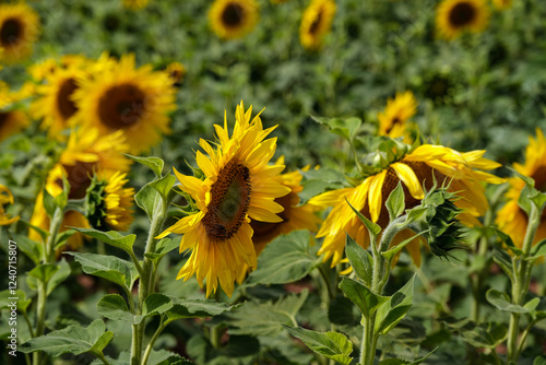 Obraz na płótnie A close-up of a blooming sunflower in a vast sunflower field. Sunflowers field close view. w salonie