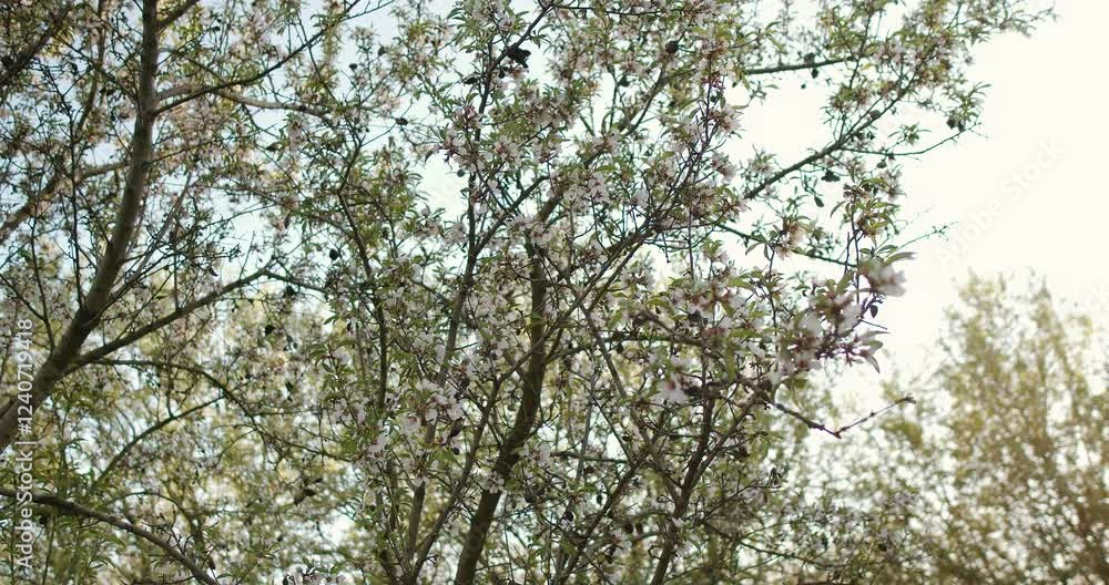 The Flourishing Trees Are Beautifully Framed Under A Soft Sky During the Spring Season The Flourishing Trees Are Beautifully Framed Under A Soft Sky During the Spring Season