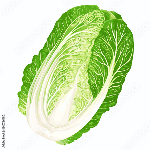 Whole Chinese Peking napa cabbage lettuce leaf Vector illustration isolated on a white background