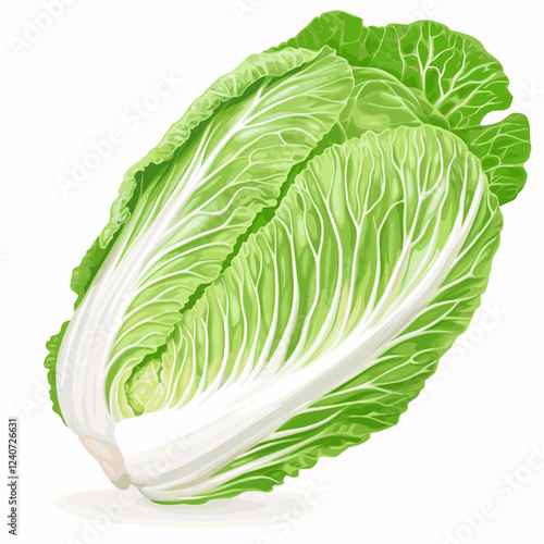 Whole Chinese Peking napa cabbage lettuce leaf Vector illustration isolated on a white background