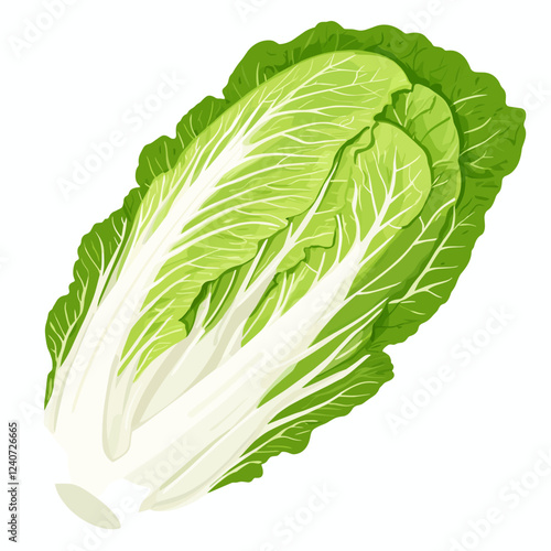 Whole Chinese Peking napa cabbage lettuce leaf Vector illustration isolated on a white background