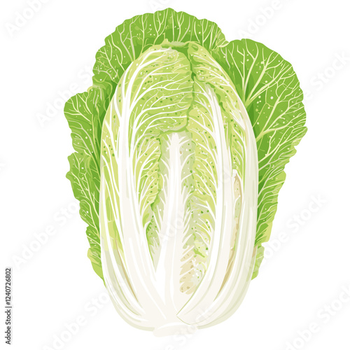 Whole Chinese Peking napa cabbage lettuce leaf Vector illustration isolated on a white background