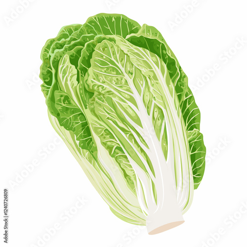 Whole Chinese Peking napa cabbage lettuce leaf Vector illustration isolated on a white background