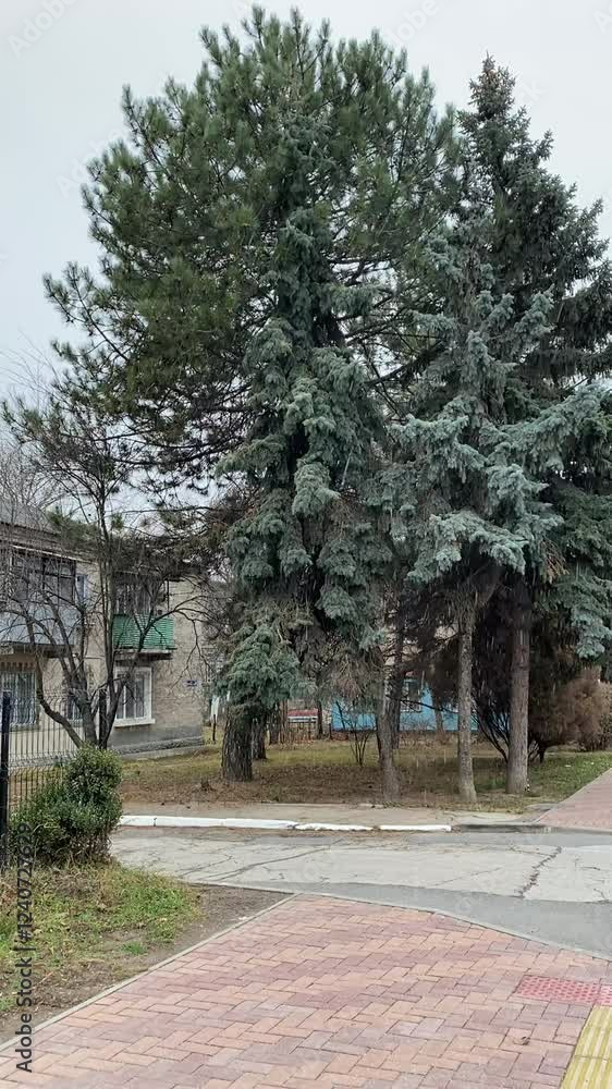 Tranquil winter scene of evergreen trees in urban park setting Tranquil winter scene of evergreen trees in urban park setting