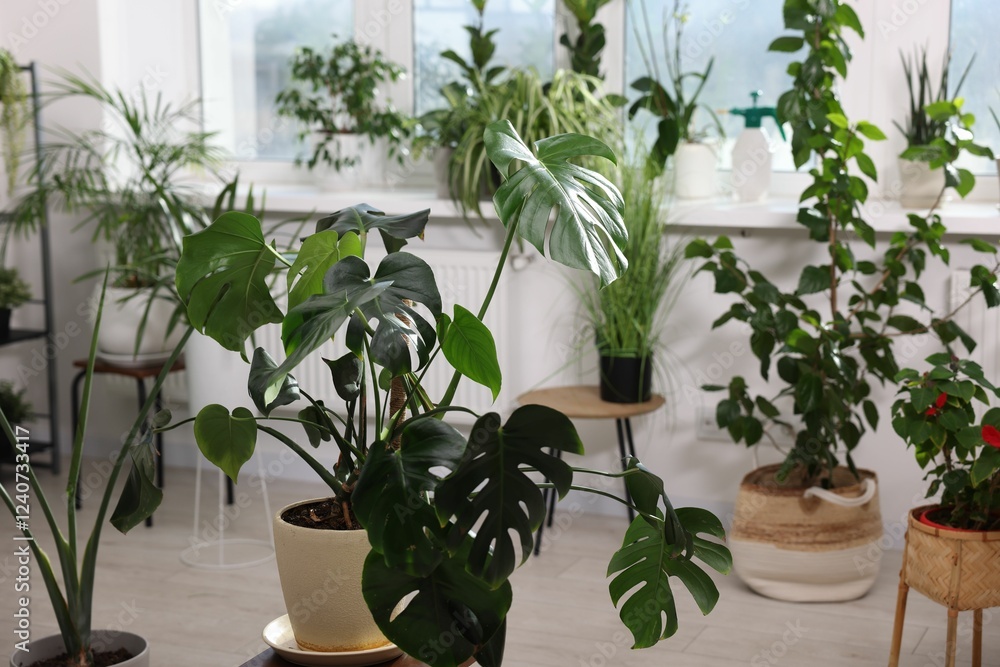 Fototapeta premium Many different houseplants in pots at home