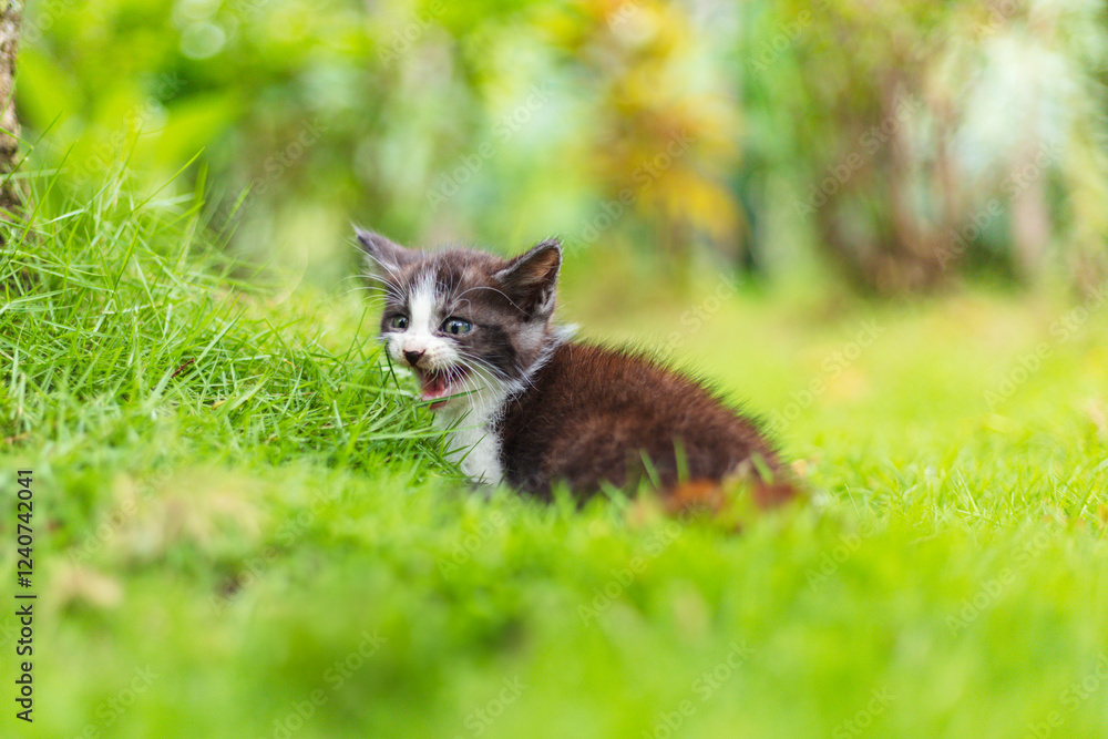 A playful black and white kitten exploring the green grass with curiosity A playful black and white kitten exploring the green grass with curiosity