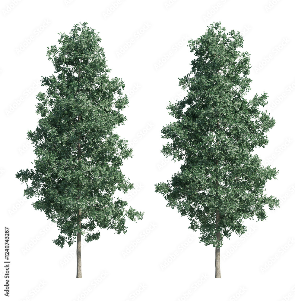 Fototapeta premium Quaking Aspen Tree isolated on transparant background. 3d illustration
