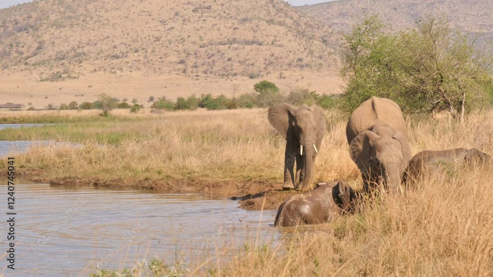 Elephants by a waterhole in Pilanesberg National Park, one bathing while others stand nearby Elephants by a waterhole in Pilanesberg National Park, one bathing while others stand nearby