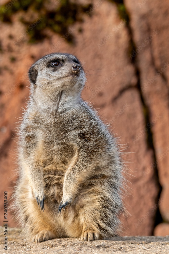 Fototapeta premium Meerkat standing alert on a rock with a blurred natural background