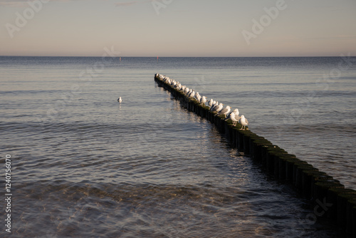 Möwen auf Buhnen an der Ostsee – Usedom photo