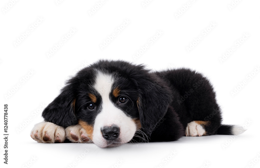 Adorable Bernese Mountain dog puppy, laying down side ways. Looking patiently to camera with head down on paws. Isolated on a white background. Adorable Bernese Mountain dog puppy, laying down side ways. Looking patiently to camera with head down on paws. Isolated on a white background.