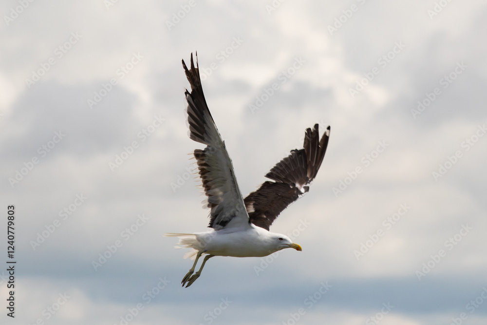 Marine Bird Seagull with open wings flying in cloud sky Marine Bird Seagull with open wings flying in cloud sky
