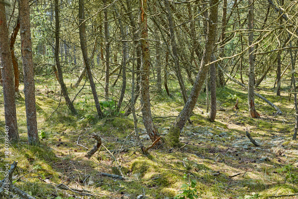 Obraz premium Forest, woods and landscape with trees, outdoor plants and park with overgrowth and summer. Environment, greenery and natural scenery with ecosystem, wilderness or conservation woodland in Denmark