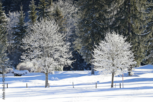 Hintergrund Urlaub -  wunderschönes Winter Wonderland mit gezuckerten Bäumen, Sonne und Schnee