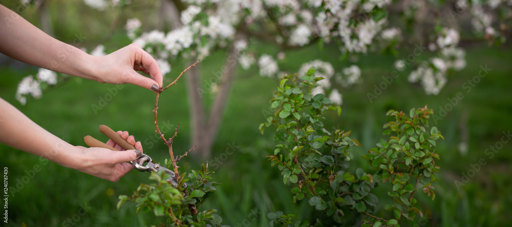 Girl cuts the dry bush branches rose with secateurs in the garden in spring. Hands of the woman closeup.