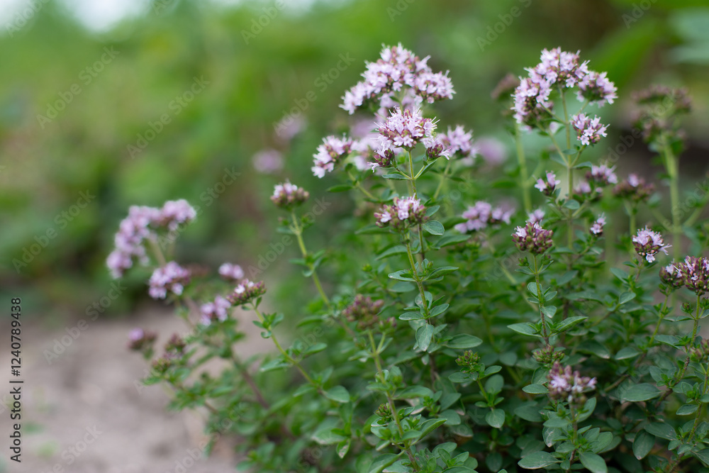 Blossoming fragrant Thyme, Thymus serpyllum, blooms in the garden in summer. Blossoming fragrant Thyme, Thymus serpyllum, blooms in the garden in summer.
