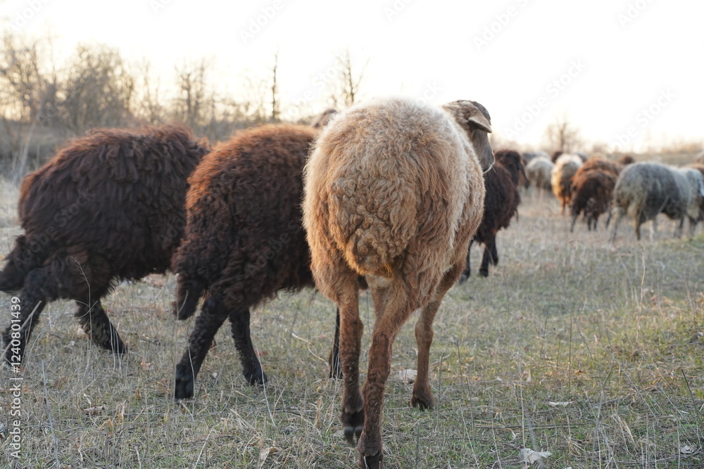A large herd of sheep is grazing peacefully in an open field A large herd of sheep is grazing peacefully in an open field