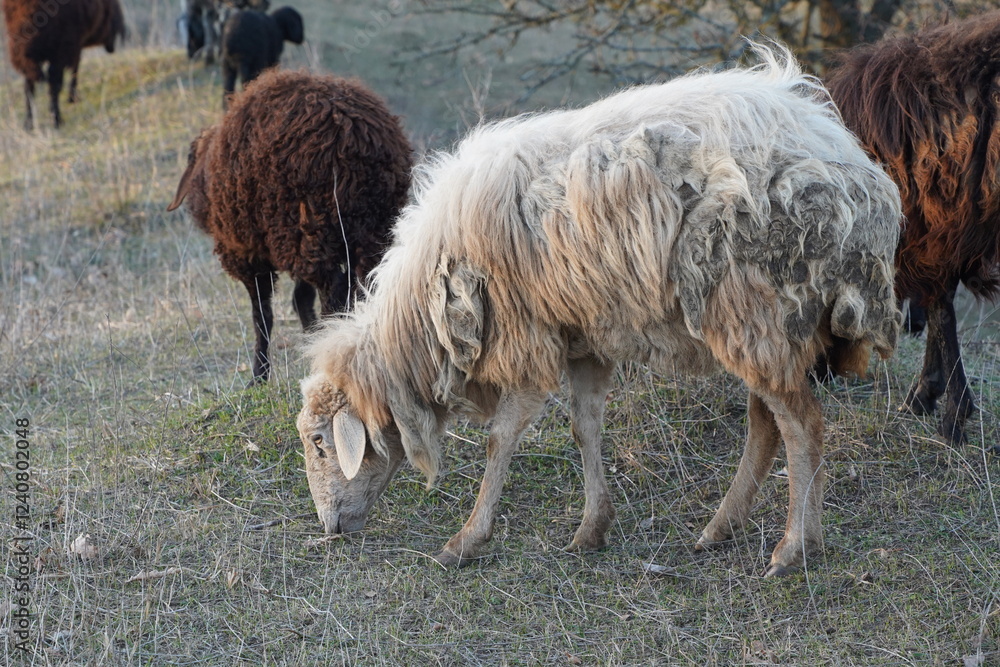 Fototapeta premium A brown and white sheep leisurely walking in a vast green field