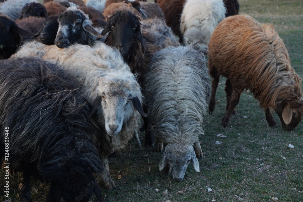 Fototapeta premium A large herd of sheep can be seen grazing in a picturesque field