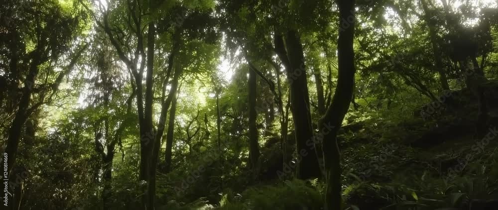 Sunlit Forest: Lush Green Canopy, Ferns, and Moss on the Forest Floor Sunlit Forest: Lush Green Canopy, Ferns, and Moss on the Forest Floor
