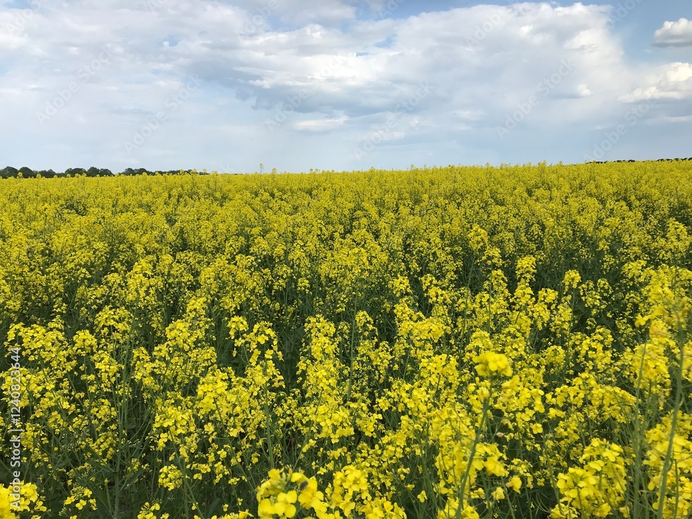 Obraz premium Rapeseed or winter rapeseed. In the spring and early summer, large areas of agriculture, the land blooms with bright and endless bright yellow flowers - this is winter rapeseed, or as it is also calle