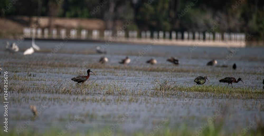The beautiful glossy ibis in a wetland. others are standing in shallow water. Lush green background with blurred trees under a cloudy sky with wetland birds . The beautiful glossy ibis in a wetland. others are standing in shallow water. Lush green background with blurred trees under a cloudy sky with wetland birds .